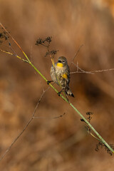 Wall Mural - Closeup of a myrtle Warbler bird