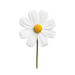 Poster - Single White Daisy Flower With Bright Yellow Center Isolated on Black
