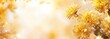 © BerkahStock - Golden autumn chrysanthemum flowers on blurred background.