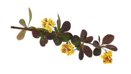 Wall Mural - twig with yellow flowers and brown leaves of berberis thunbergii isolated on white or transparent ba