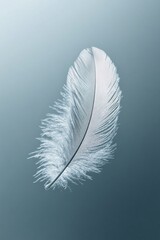 Poster - Single white feather floating on blue background