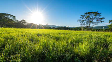 Wall Mural - Vibrant green grass field under a clear blue sky background with sunlight.