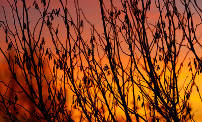 Wall Mural - A tree with its branches silhouetted against a beautiful orange and pink sky