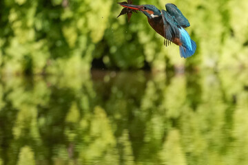 common kingfisher in a forest