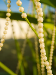 white beads closeup