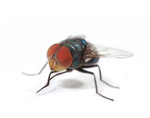 green fly isolated on white background