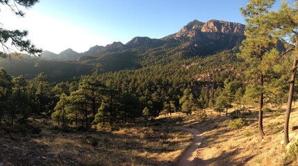 Poster - Mountain Trail Winding Through a Ponderosa Pine Forest