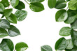 green leaves background