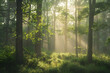 © Travis - Peaceful Dawn in a Serene Forest: Light and Shadow Dance Among Trees, Creating a Tranquil Escape