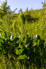 Wall Mural - Part of a sorrel bush Rumex confertus growing in the wild with dry seeds on the stem