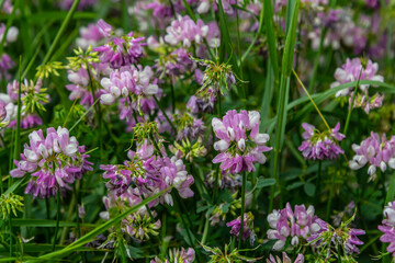 Wall Mural - the flowers of Securigera varia - crownvetch, purple crown vetch