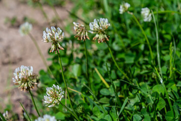 Wall Mural - White clover flowers among the grass. Trifolium repens