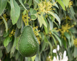 Wall Mural - Avocado fruits between green leaves on the avocado tree close up.