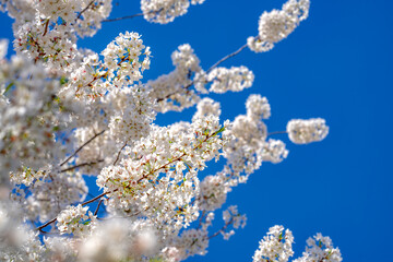 Wall Mural - Bunches of plum blossom with white flowers against the blue sky. Spring blossom background. Blossoming apple tree branch on sky background. Spring flowering tree branch with white flowers.