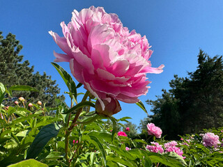 Wall Mural - Beautiful Peony flower pink bloom.