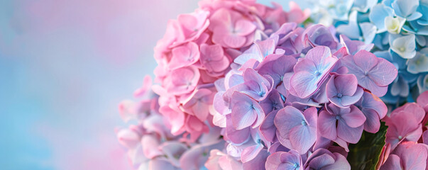 Aufkleber - Gorgeous hortensia blooms in stunning shades of pink and blue