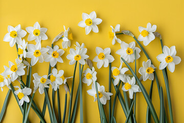 Aufkleber - Freshly cut white daffodils with yellow centers are laying on a bright yellow background, making a cheerful spring greeting card