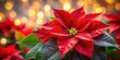 © Autun - Macro shot of a stunning red poinsettia, perfectly composed using the rule of thirds, captures festive holiday spirit.