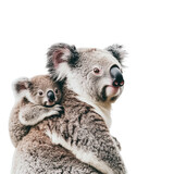 An australian marsupial Koala mother holding her baby joey koala on her back, on a transparent background