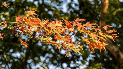 Wall Mural - Vibrant autumn leaves in focus.