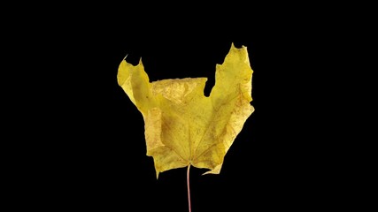 Wall Mural - Time lapse of drying yellow Maple leaf with ALPHA