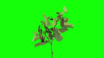Wall Mural - Drying Alder tree leaves against green CHROMA key background