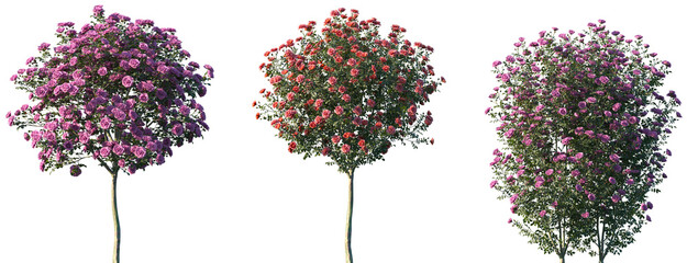 Wall Mural - set of rosa chinensis (known commonly as the china rose, chinese rose or bengal rose) frontal isolat