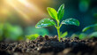 © FishForty - Green sprout emerges with vitality, bathed in sunlight, symbolizing new life and growth with hope