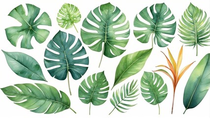 Poster - Collection of various tropical leaves arranged artistically on a white background