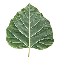 Poster - Intricate fig leaf design, showcasing detailed veins, perfect for digital projects, transparent background for seamless integration
