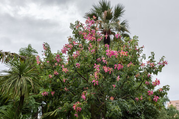 Wall Mural - Blooming Ceiba speciosa tree against the cloudy sky