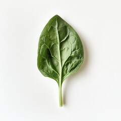 Poster - Fresh spinach leaf showcasing vibrant green color and soft texture on a plain background