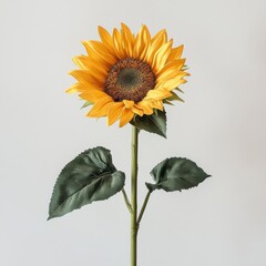 Poster - Bright yellow sunflower standing tall with lush green leaves on a neutral background in sunny daylight