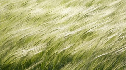 Poster - Field of wheat sways gently in the breeze under a clear blue sky during the golden hour of late afternoon