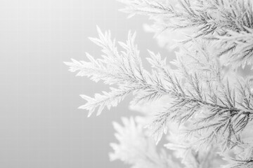 Poster - Frost-covered branches create a delicate winter atmosphere on a light gray background