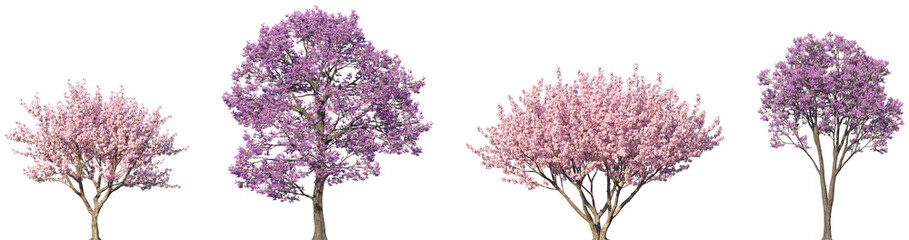 Wall Mural - set of prunus subg and handroanthus impetiginosus trees frontal isolated png on a transparent backgr