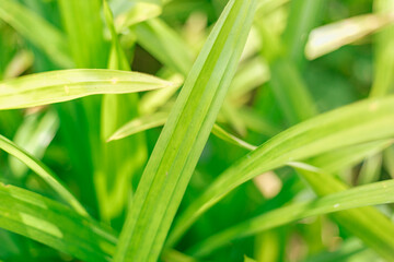 Wall Mural - Close up Green leaves background