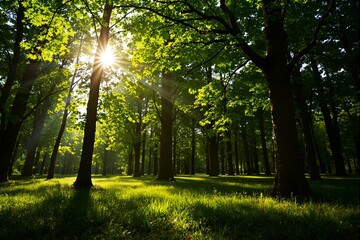 Poster - Sunlight filtering through lush forest trees, creating a serene and vibrant scene.