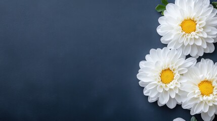 Wall Mural - White Daisy Flowers on Dark Background for Nature and Floral Design Inspirations and Decoration Ideas