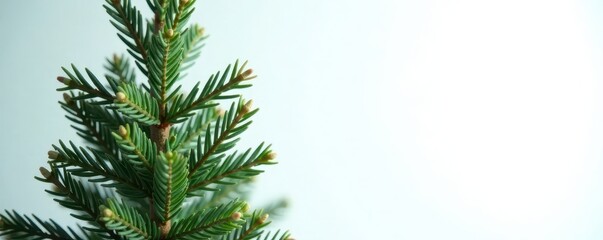 Close-up view of an isolated fir tree on a bright white background , clipart, botany