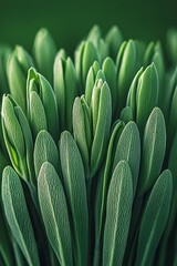 Canvas Print - Green Plant Cluster Detailed Macro Image of Elongated Leaves, Lush Foliage, Subtle Colors