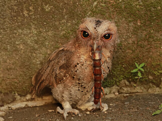 A Javan scops owl preys on a big centipede. This nocturnal bird has the scientific name Otus lempiji.