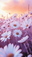 Poster - Dreamy field of daisies swaying gently under a pastel sunset sky