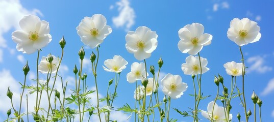 Canvas Print - White Wild Roses Against a Blue Sky Vibrant Floral Display with Natural Light and Fresh Foliage