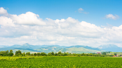 Wall Mural - beautiful countryside of romania. sunny day. wonderful summer landscape in mountains. green field and rolling hills. rural scenery