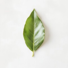 Poster - Fresh bay leaf displayed on a light surface showcasing its vibrant green color and smooth texture