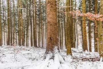  Landscapes - Forest - Europe, Romania, Suceava region  