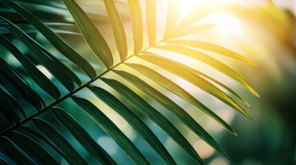 Poster - A close-up of a palm leaf illuminated by sunlight, showcasing natural beauty and tranquility.
