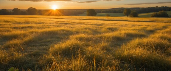 Poster - golden pasture under sunset light with high grass illuminated and text space for quotes or messages