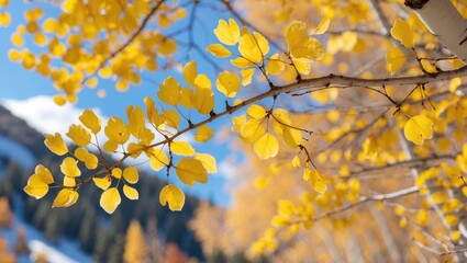 Poster - close-up of vibrant yellow autumn leaves on aspen branches against a bright blue sky showcasing natu